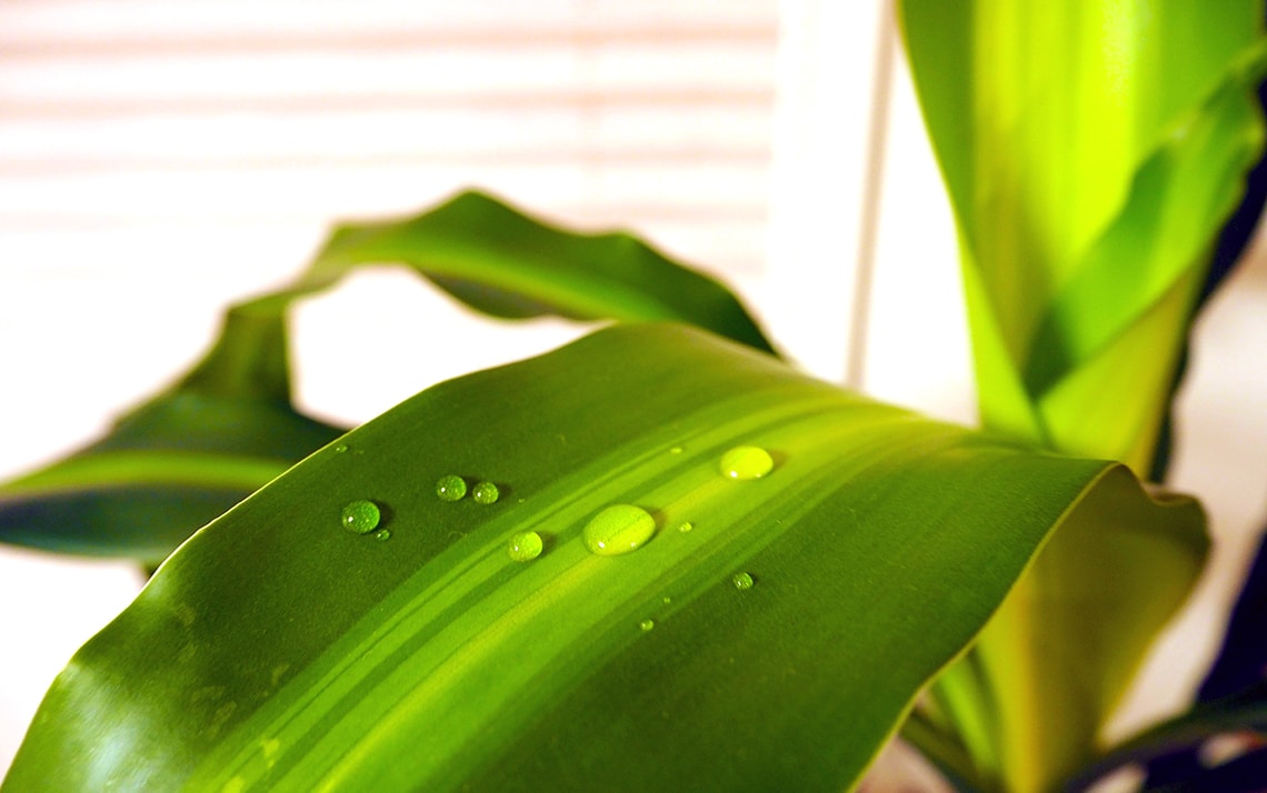 新線な植物イメージ