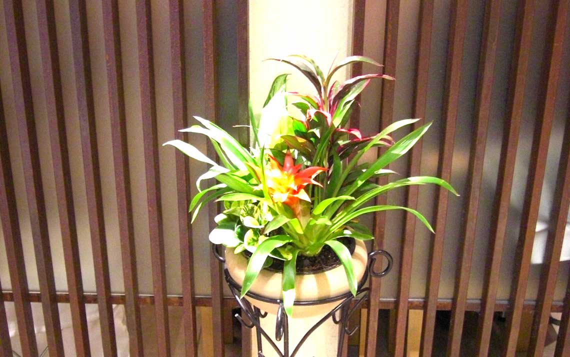 観葉植物レンタル事例：飲食店入り口
