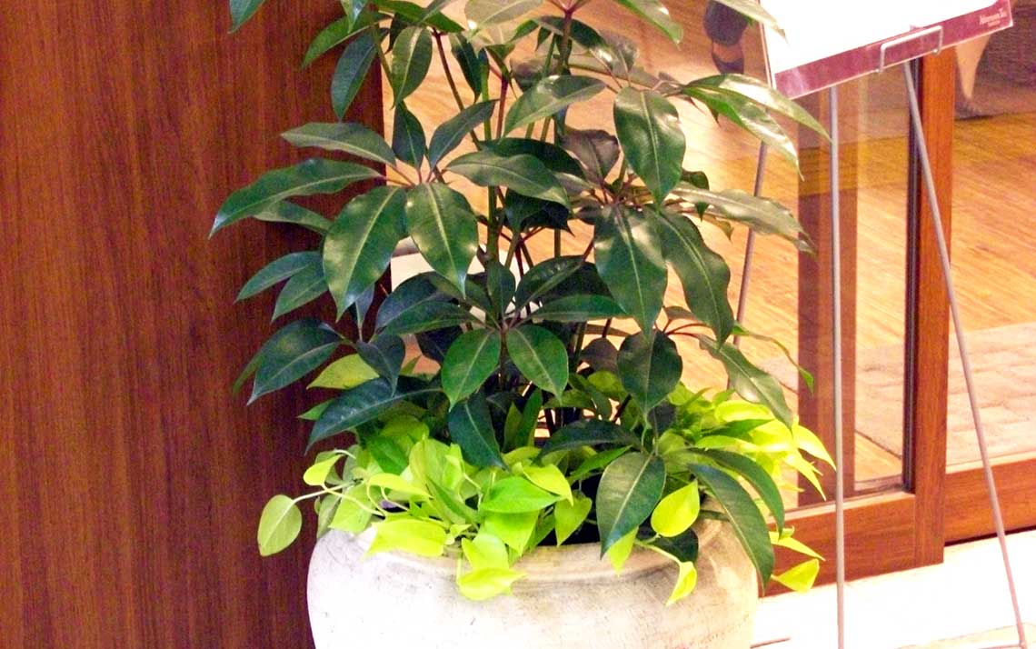観葉植物レンタル事例：カフェ入り口